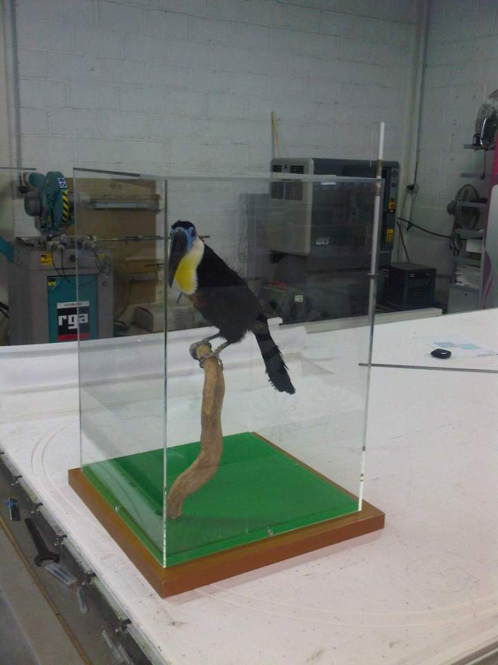 vitrine